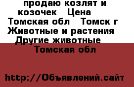 продаю козлят и козочек › Цена ­ 1 - Томская обл., Томск г. Животные и растения » Другие животные   . Томская обл.